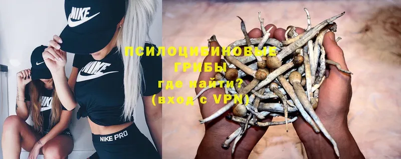 где продают   Богучар  Псилоцибиновые грибы Psilocybe 